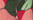 Farbewild-hibiscus für Tie-Side Bikini-Slip (161200) von Watercult
